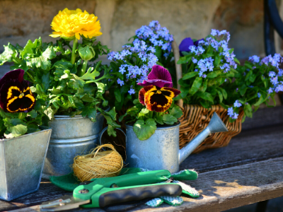 plants with watering can