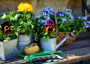 350x250 plants plants with a watering can