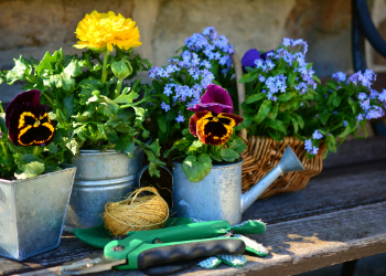 plants with a watering can