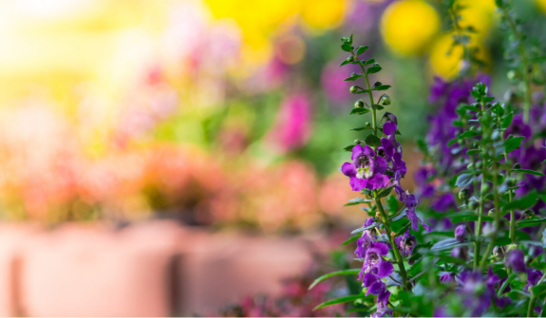 600x350 garden flowers garden flowers